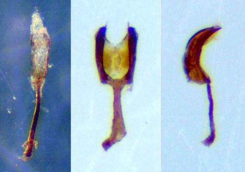 Epuraea imperialis